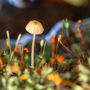 Der-Pilz-und-die-Sporen-1200px