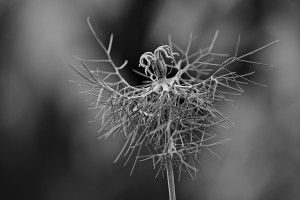 nigella_sw1200px
