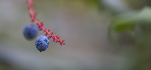 gewöhnliche-Mahonie-heller-und-Beschnitt-1200px