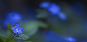 Kaukasusvergissmeinnicht 0267_1200px