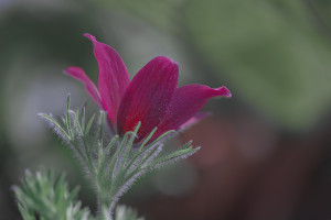 Küchenschelle-(7)1200px