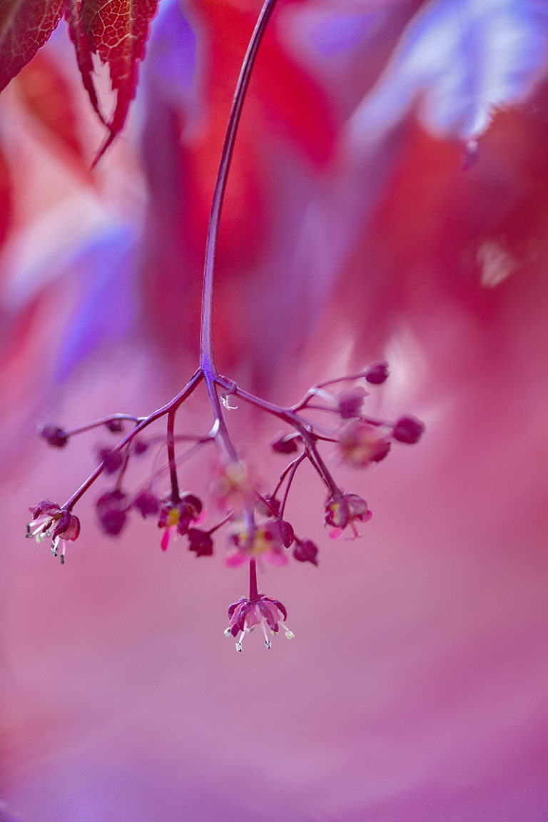 zarte Ahornblüte im Mai