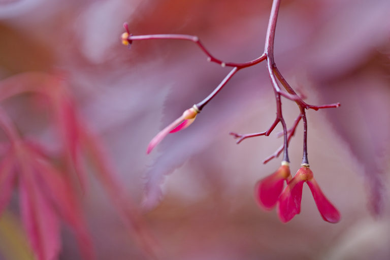 Geflügelte Spaltfrucht des Ahorn
