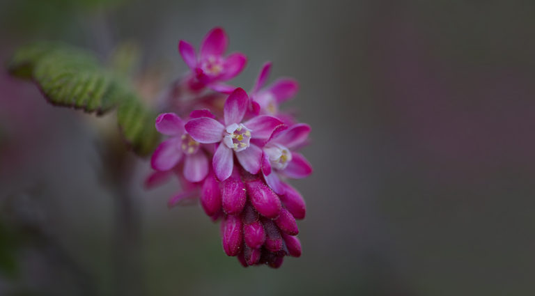 Blutjohannisbeere ‚King Edward VII‘