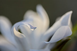 Magnolie0498_1200-px