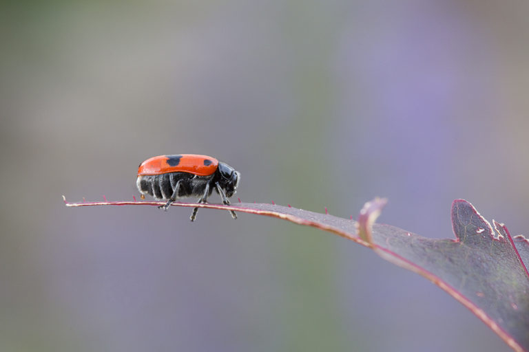 Ameisensackkäfer oder Ameisen-Blattkäfer (Clytra laeviuscula)
