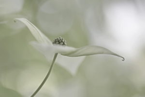 Hartriegel-8606_1200px