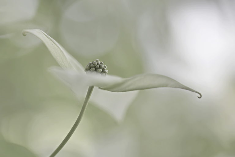 Blumenhartriegel (Cornus kousa)