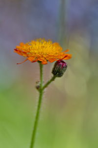 orangerotes-Habichtskraut_1200-px_8587
