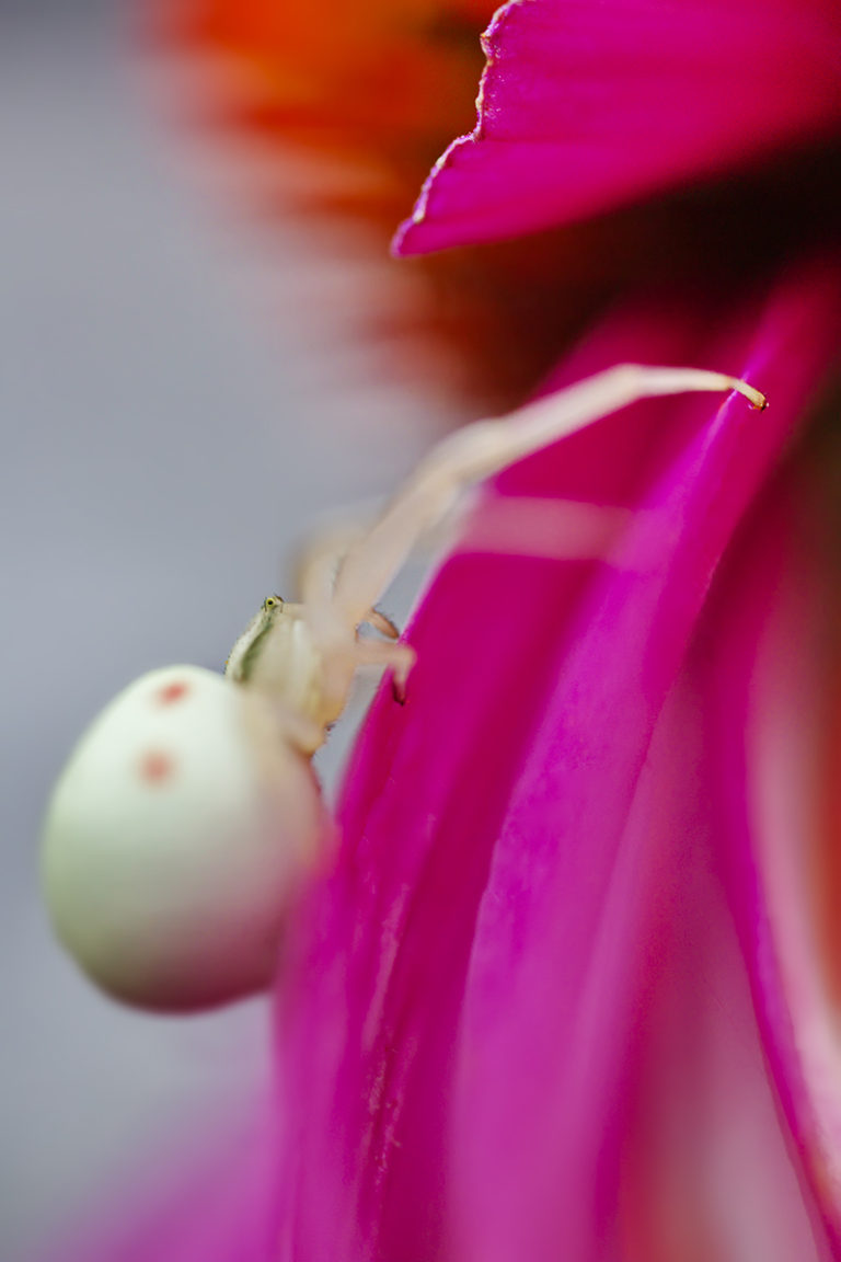 Krabbenspinne in knapper Schärfe