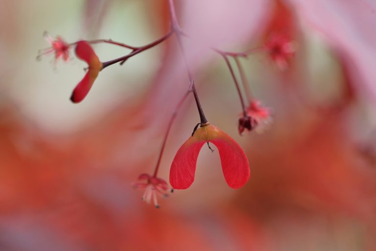 Spaltfrucht des Ahorn