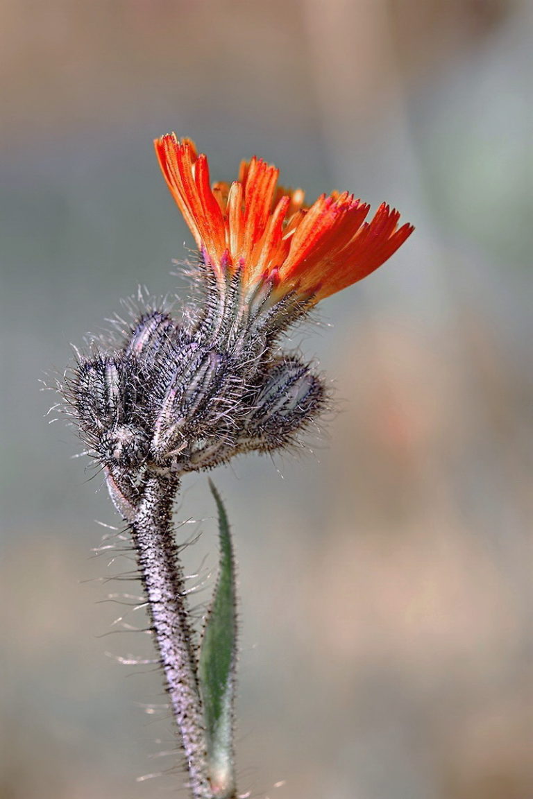 Orangerotes Habichtskraut