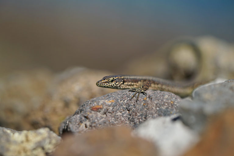 Madeira Mauereidechse
