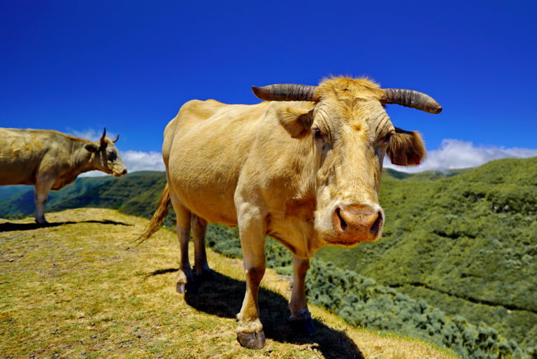 Rindviecher auf Madeira