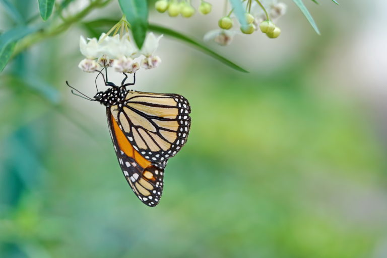 Monarchfalter auf Madeira