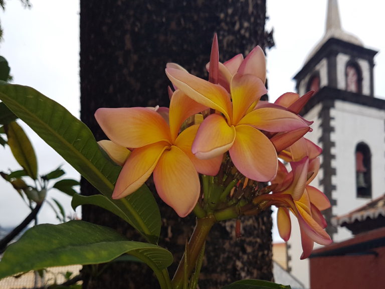 Blüte des Plumeria Baums