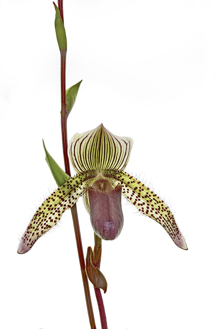 Orchidee aus dem Berggarten in Hannover