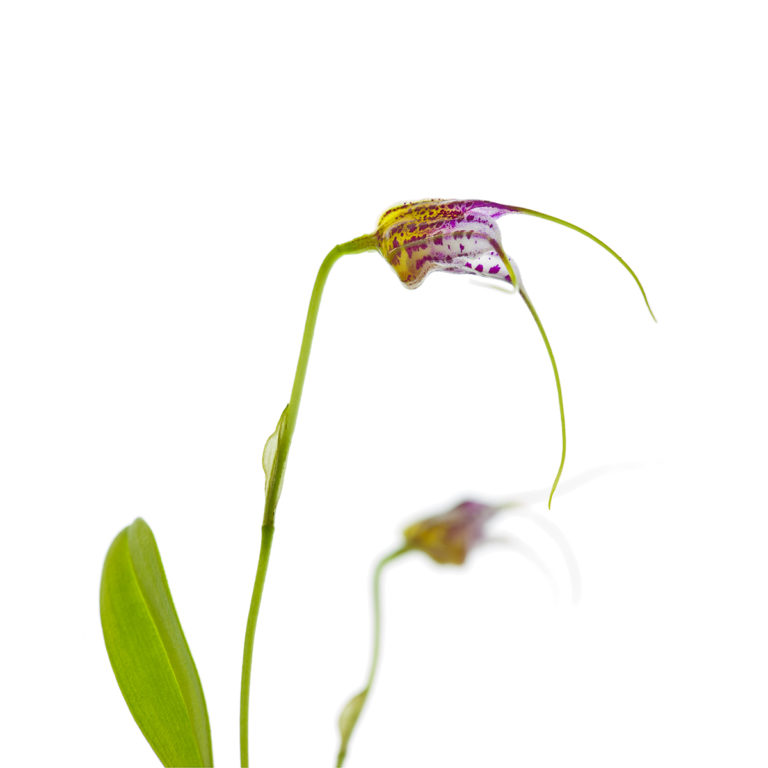 Orchidee – die Königin der Blumen