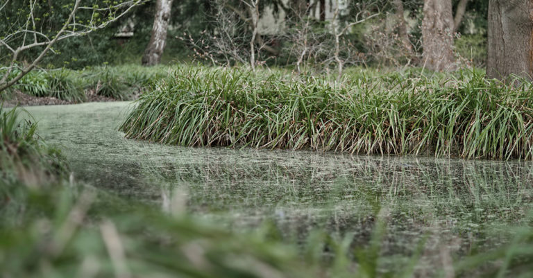 Bachlauf im Berggarten von Hannover