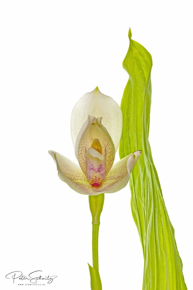 Angulocaste Olympus Magnolia