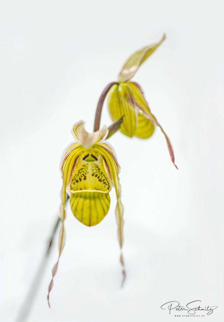Phragmipedium