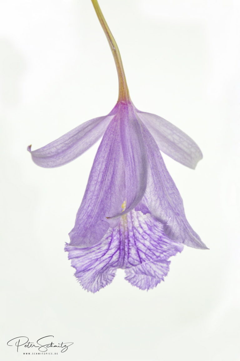 Laeliopsis Domingensis