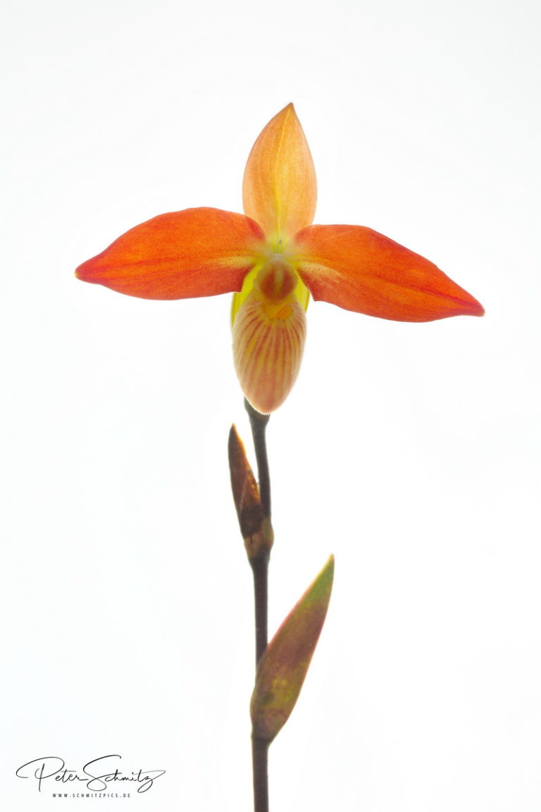 Phragmipedium besseae