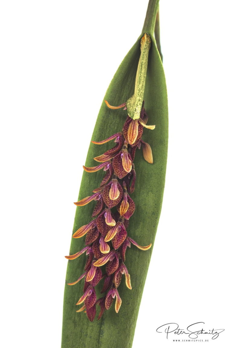 Pleurothallis strupifolia