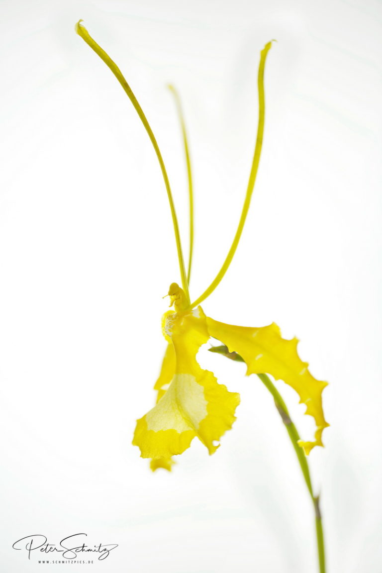 Psychopsis papilio alba