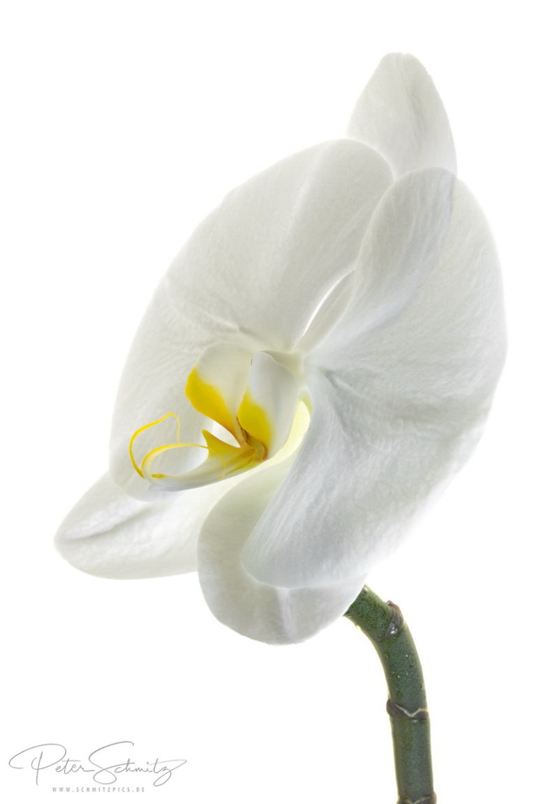 Phalaenopsis Singolo