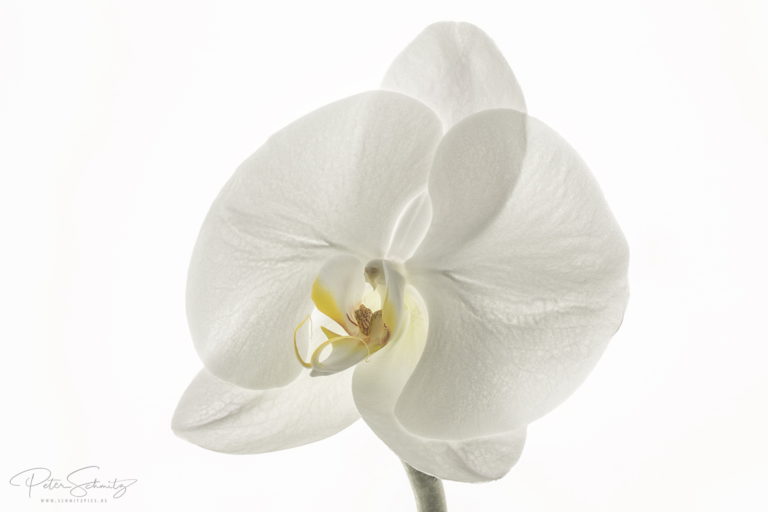 Phalaenopsis Singolo