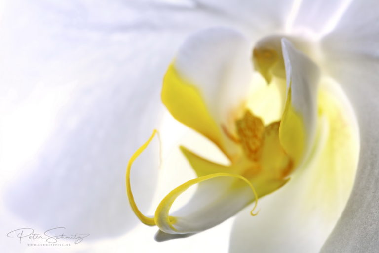 Phalaenopsis Singolo