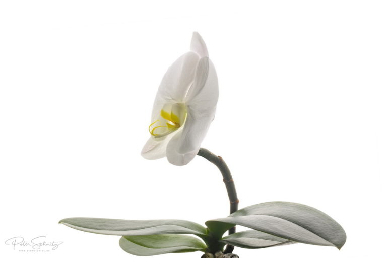 Phalaenopsis Singolo