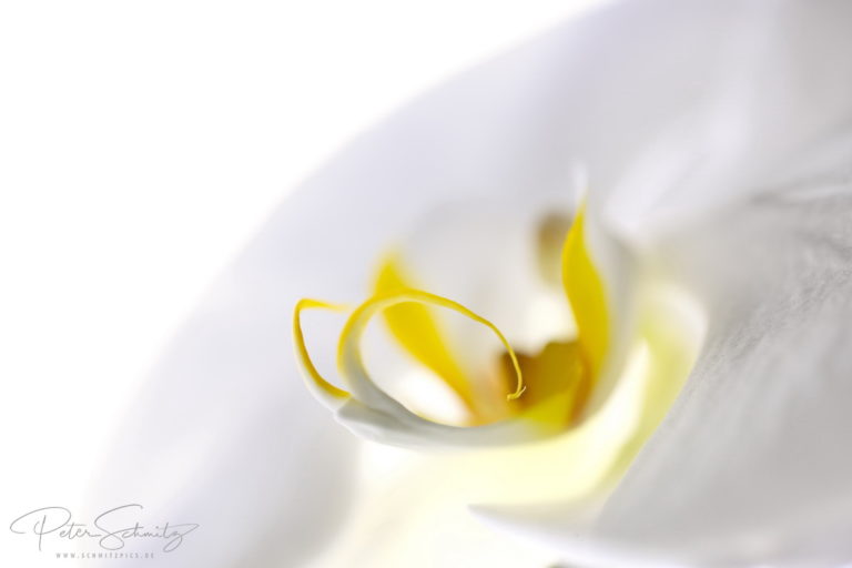 Phalaenopsis Singolo