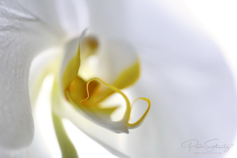 Phalaenopsis Singolo