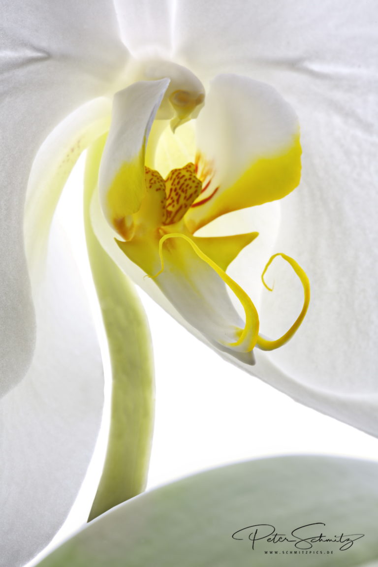 Phalaenopsis Singolo