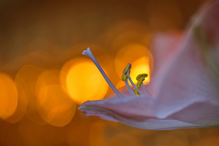 Amaryllis mit dem 100 mm Trioplan