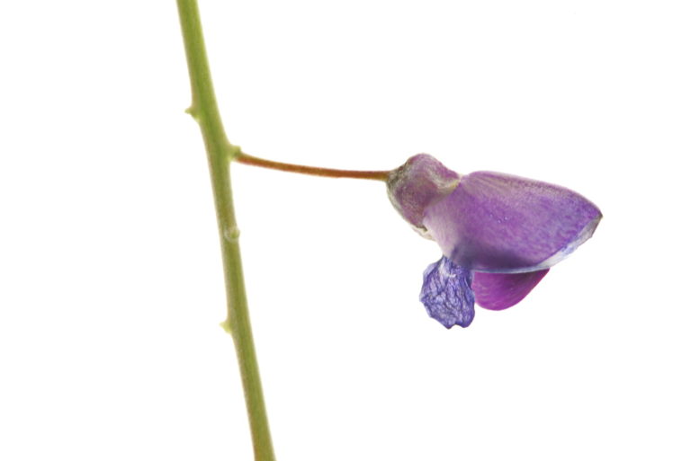 Blauregen (Wisteria)