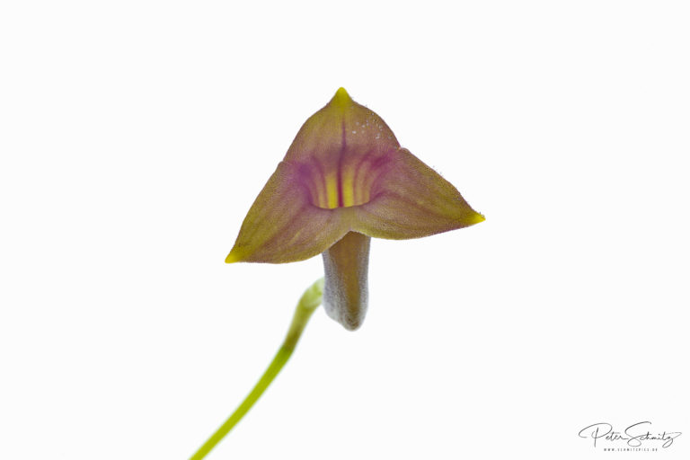 Masdevallia angulifera