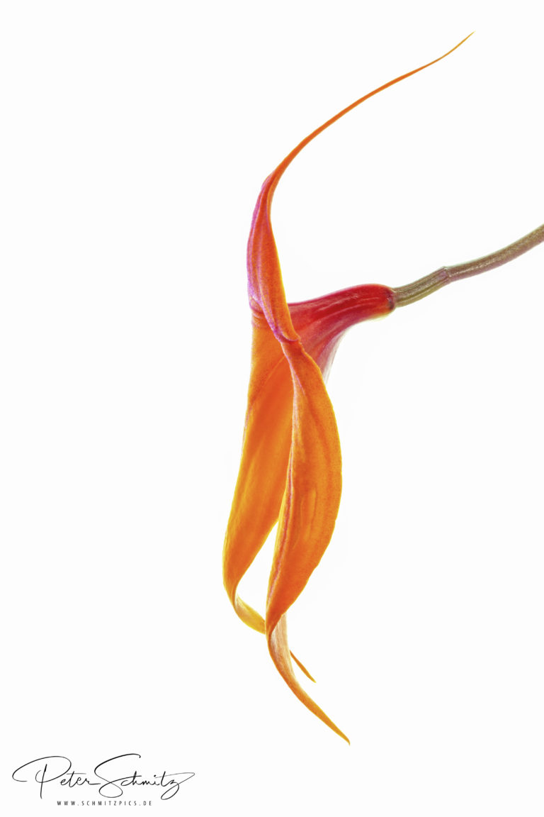 Masdevallia veitchiana