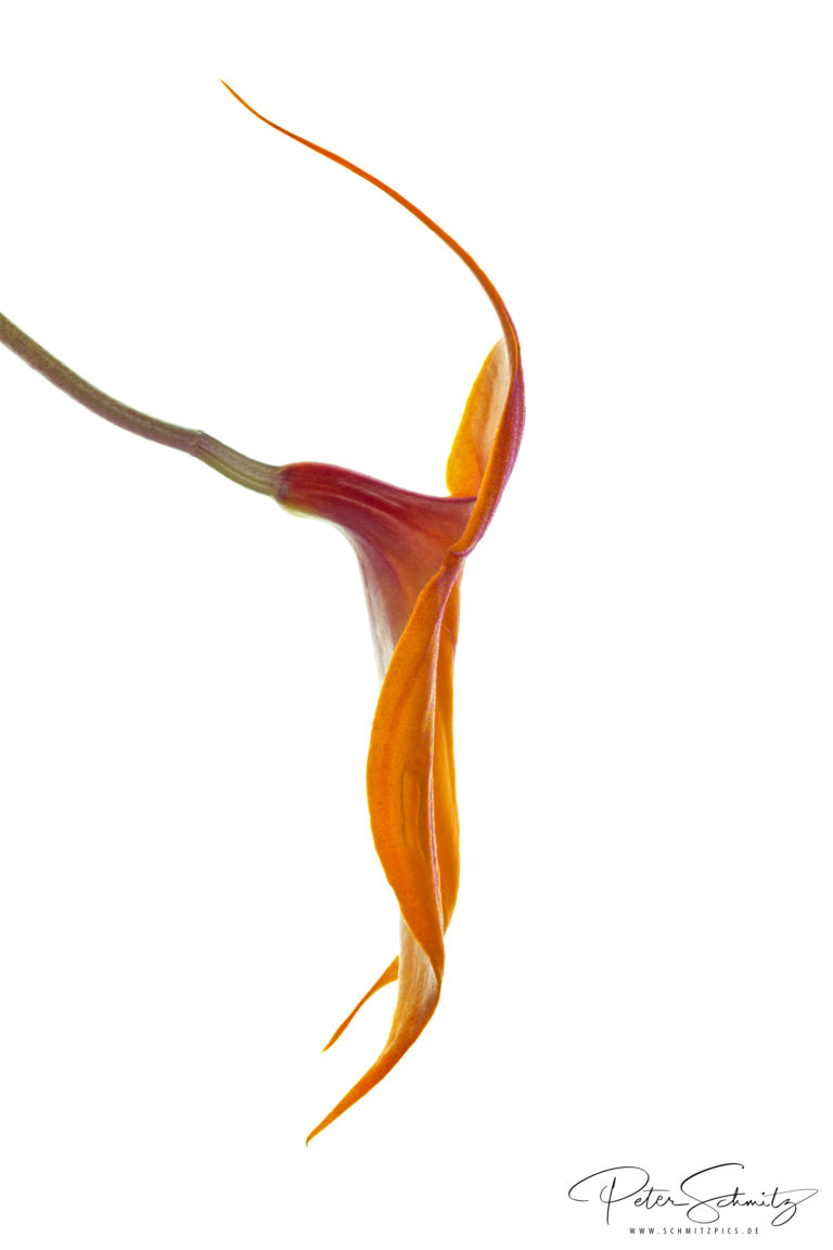 Masdevallia veitchiana