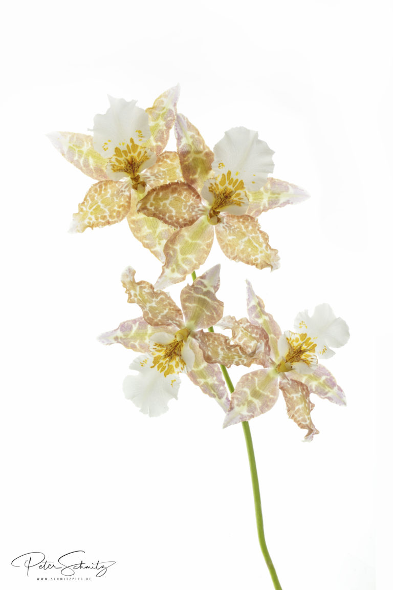 Odontocidium tigrinum