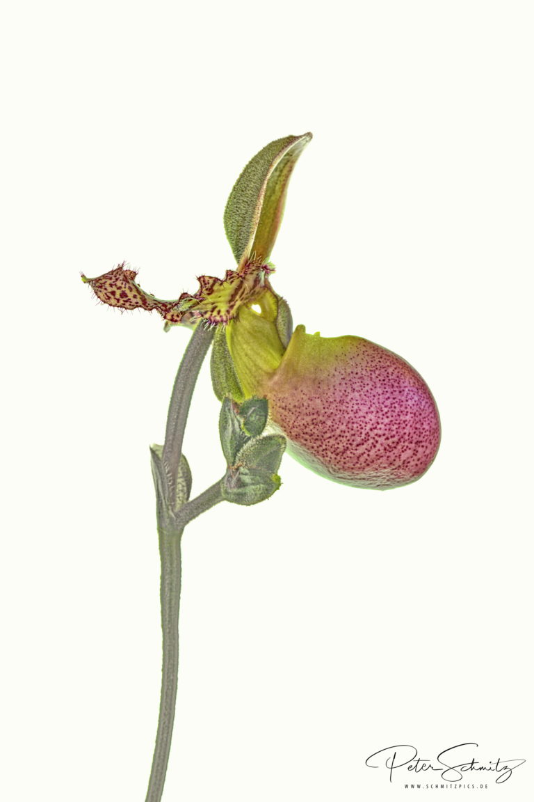 Paphiopedilum glaucophyllum