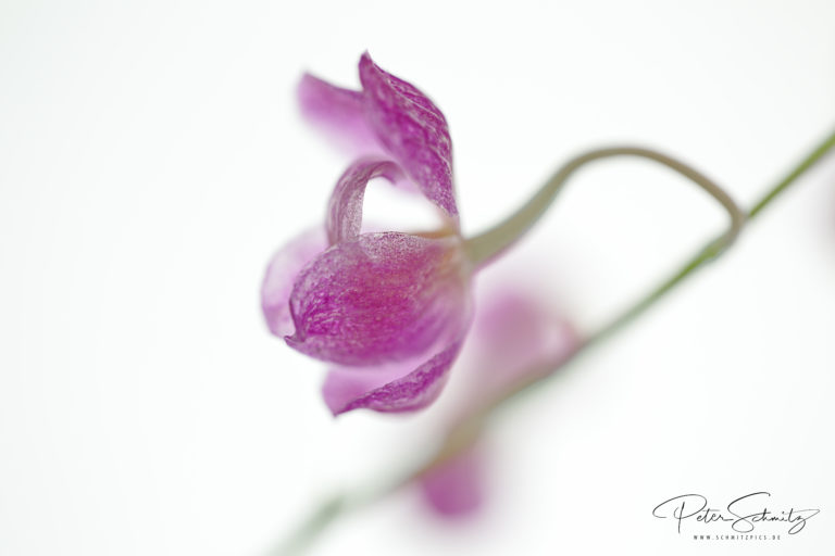 Sigmatostalix crescentifabium