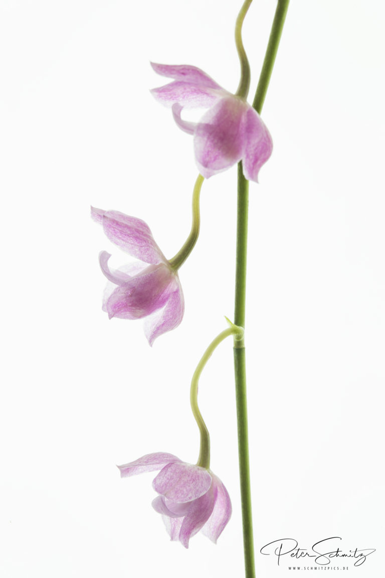 Sigmatostalix crescentifabium