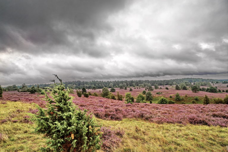 Heideblüte