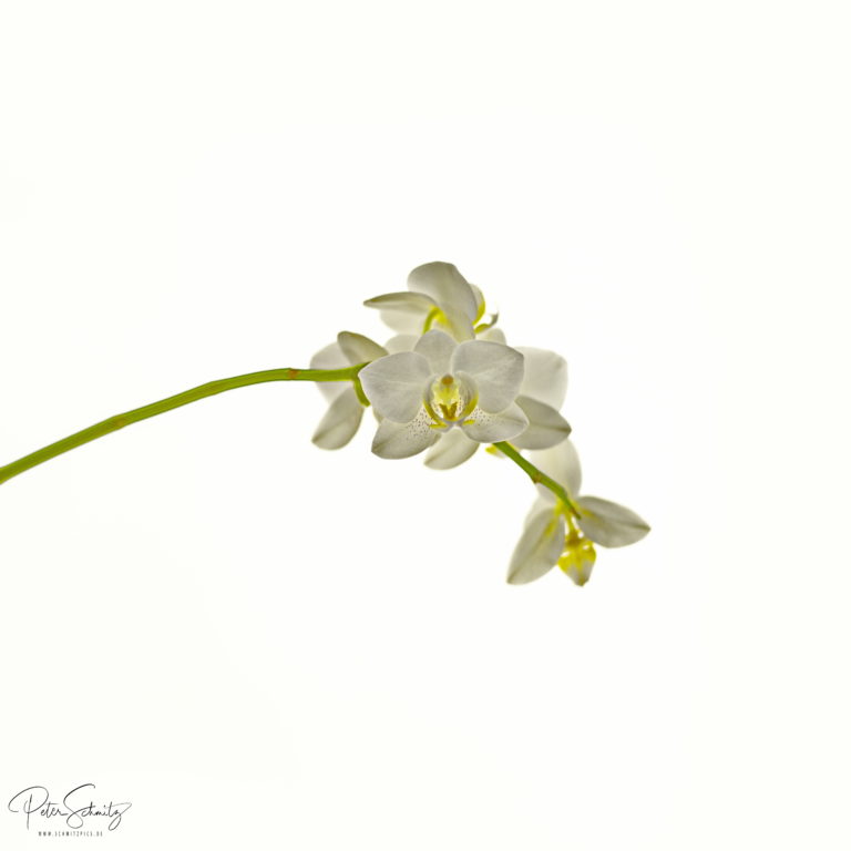 Phalaenopsis mit der Hasselblad 500 cm