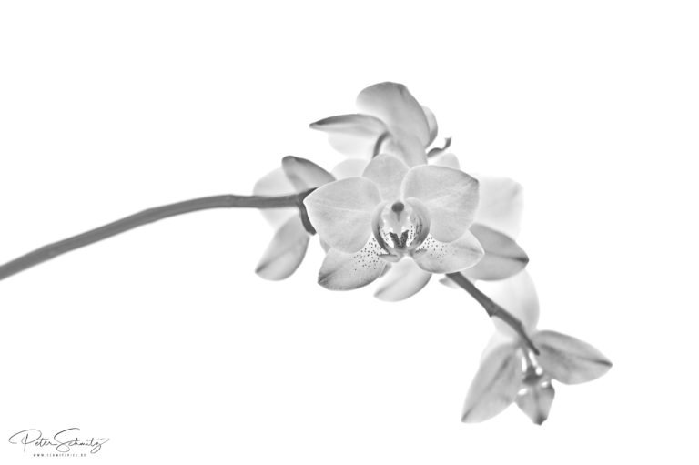 Phalaenopsis mit der Hasselblad 500 cm