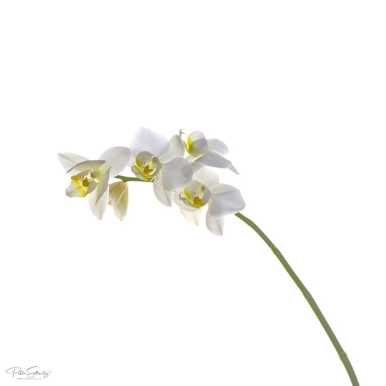 Phalaenopsis mit der Hasselblad 500 cm