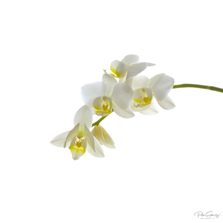 Phalaenopsis mit der Hasselblad 500 cm